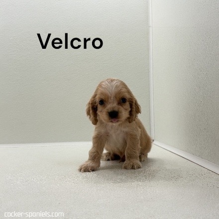 puppy, for, sale, Cocker Spaniel, Joe & Cherri  Overlease, dog, breeder, Miller, MO, dog-breeder, puppy-for-sale, forsale, nearby, find, puppyfind, locator, puppylocator, aca